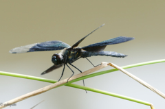 虫という名の孤独