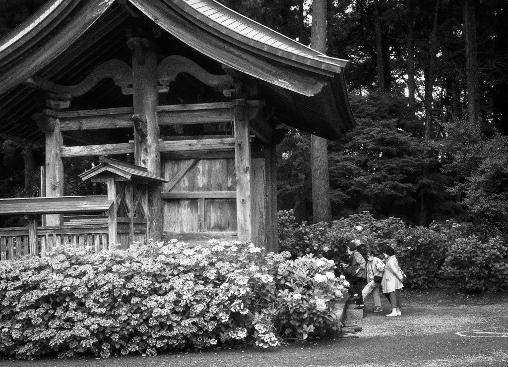 婆さんたちの午後