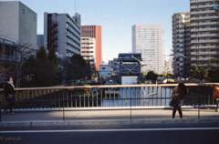 ヒッチコック　鳥