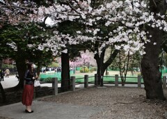 花見をしていたら