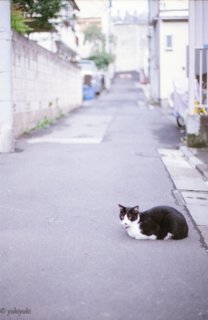 路地裏のあいつ