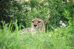 あれ？お前、野生か？