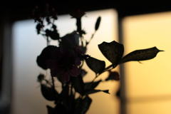 自宅の花