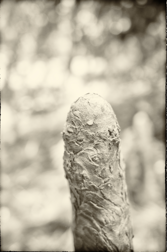 男らしく生きたい