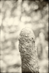 男らしく生きたい