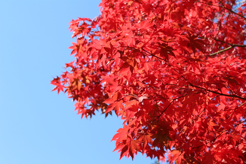 モッコリした赤