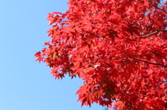 モッコリした赤