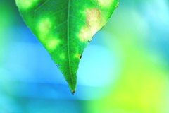 「腐りかけた葉」と「腐った私の心」