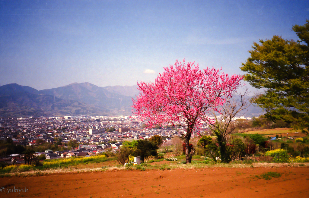 過ぎ去りし春