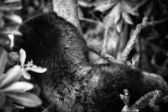 ＷＨＯ　ＩＳ　ＩＴ？