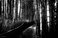 悪魔の森　竹取道