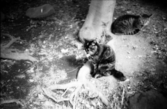 ＴＨＥ　ＣＡＴＳ