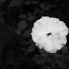 なんとなく花