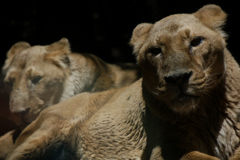 ライオン物語Ｎ０４　共有意識