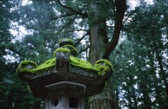 日光の苔