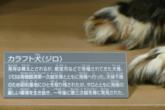 南極物語「ジロ」　その２