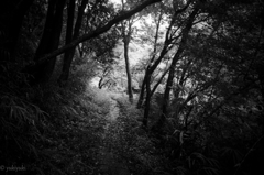 悪魔の森　漂いながら歩く