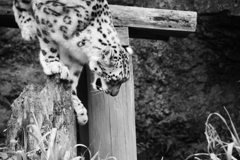 ネコ科に人気の私　ＮＯ３