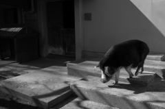 ゆきゆきとゆかいな仲間　移動するブタ