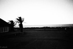 東海物語　パームツリー