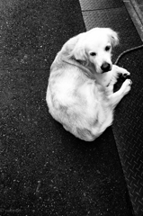 いつも悲しげなあいつ