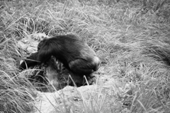 お前何やってんだ　ゆきゆきとゆかいな仲間