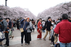 花見パラダイス