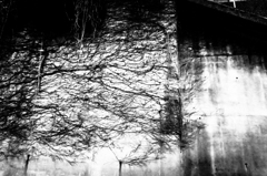 ある種の毛の如し