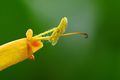 ゆきゆきマクロ　毛が好きだ