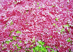 レッドショック