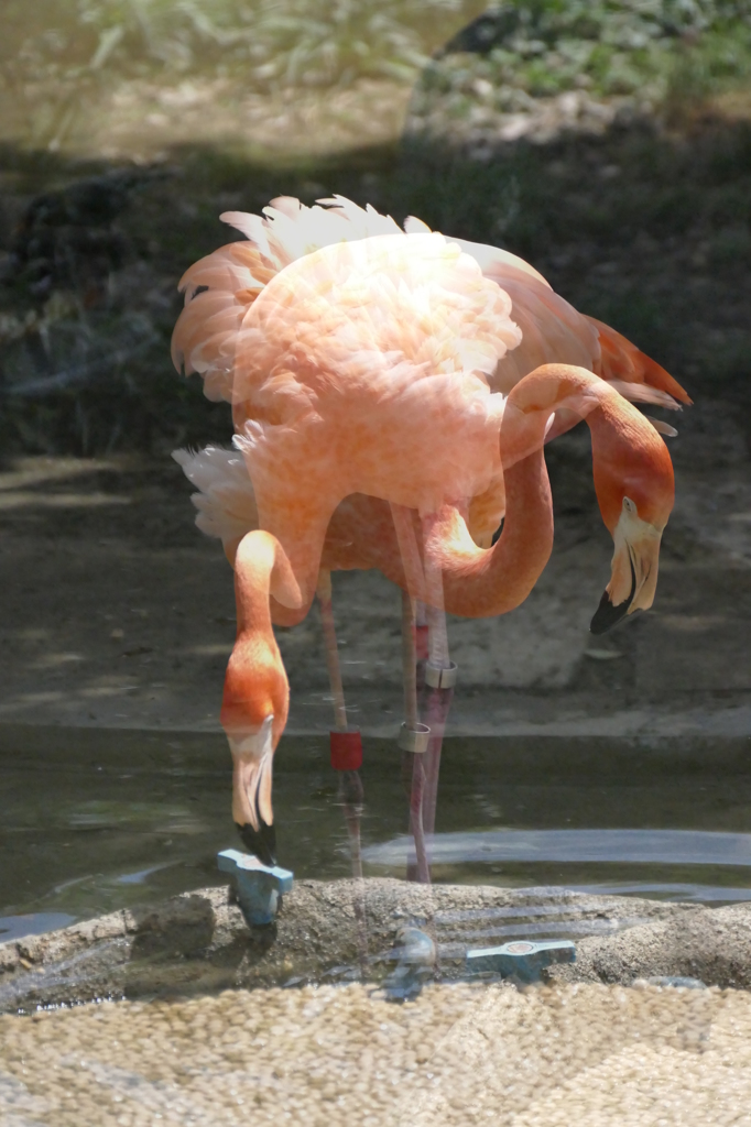 分身の術