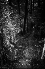 悪魔の森　だんだんと道が消えてきた