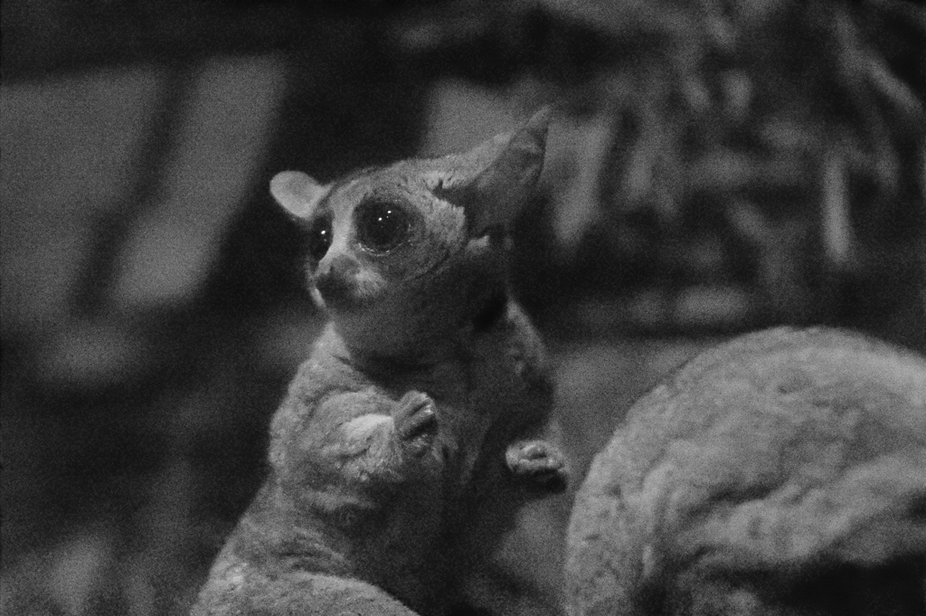 赤外線的ＩＳＯ感度