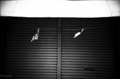 風になびく