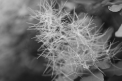 鼻の穴に突っ込んでみませんか