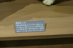 リアル「ハチ公」