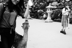 鹿になりたい私　宮島物語