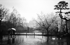 凶日　桜見日和　３