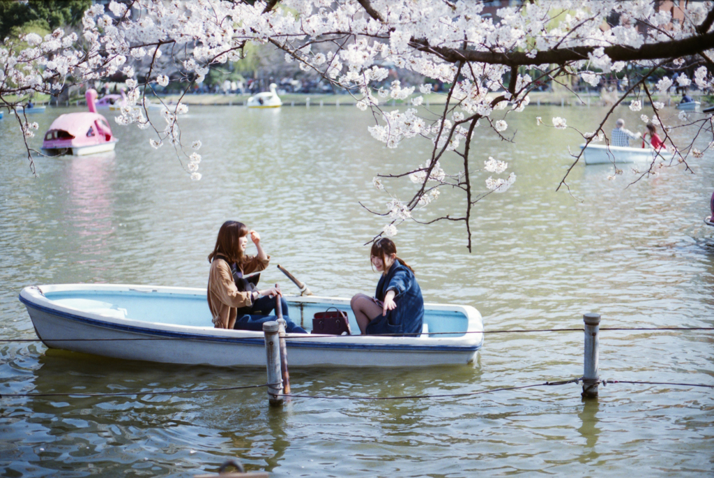 私の桜見　彼女達だけの桜