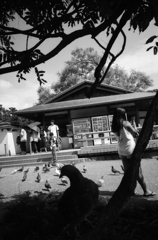 鳩かあの子か、明日はどっちだ