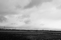 北越物語　白鳥の田んぼ