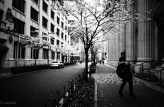 桜を撮らずに何を撮る？君も私も