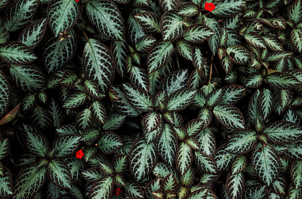 ワンポイントの赤