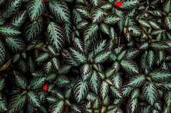 ワンポイントの赤