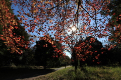 ぶら下がりの紅葉