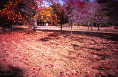 レッドカーペット