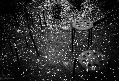 散った桜は白かった