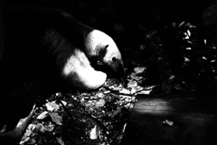 蟻、いないか？