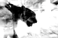 ネコ科に人気の私　ＮＯ５