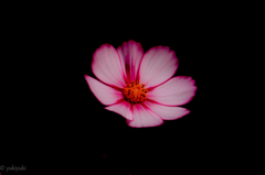 裏切りのリバーサル４　暗闇にて